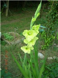 arčilend